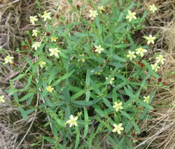 pictures-of-weeds-st-johns-wort.jpg