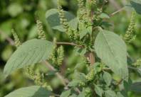 Amaranthus-Hybridus-Green-Pigweed-Amaranth-Edible~~element27
